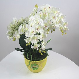 Balta dirbtinė orchidėja...